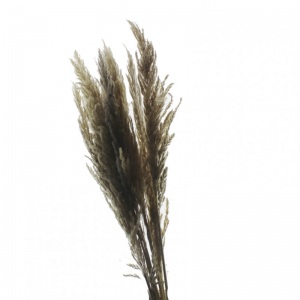 ERYANTHUS NATURALE 10PZ H115 CM
