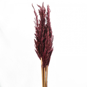 ERYANTHUS 10PZ H115cm - bordeaux