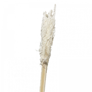 ERYANTHUS 10PZ H115cm - bianco