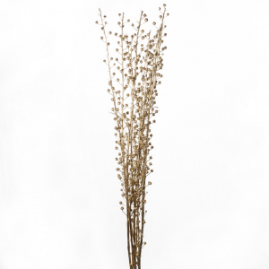 SCROFULARIA 10pz - oro