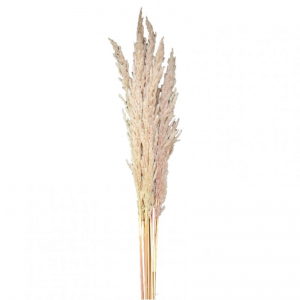 PAMPAS NATURALE PZ5 H110 CM
