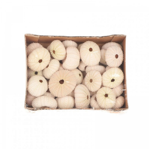 CONCHIGLIE URCHIN 36pz