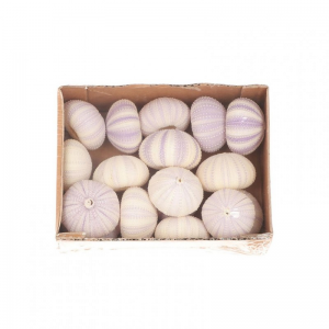CONCHIGLIE URCHIN 17pz