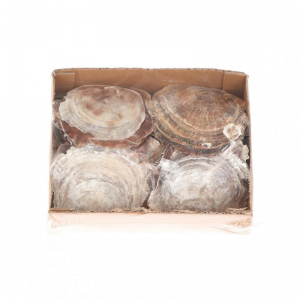 CONCHIGLIE PLACUNA BALIAD 400gr