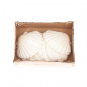 CONCHIGLIE DEEP SCALLOP 15pz