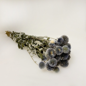 ECHINOPS GIGANTE MAZZO H63 CM- naturale