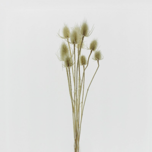 CARDO PALUSTRE H50/60cm PZ10 - bianco