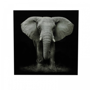 STAMPA SU VETRO ELEFANTE 80X80 cm