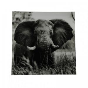 STAMPA SU VETRO ELEFANTE 80X80 cm