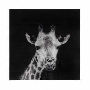 STAMPA SU VETRO GIRAFFA 80X80 cm