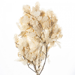 QUERCIA RAMI 150gr. - bianco