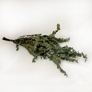 EUCALIPTUS STUARTIANA 150GR H70 CM-verde