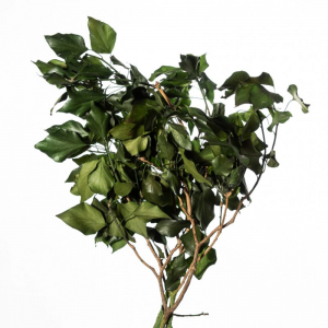 EDERA SENZA FRUTTO H55/60CM 150GR -verde
