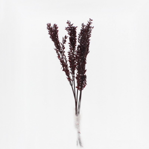 RUSCUS ESSICCATO H60/70cm 150GR -bordeau