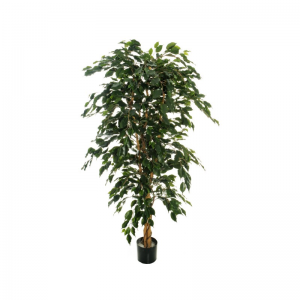 PIANTA FICUS EXOTICA PN *