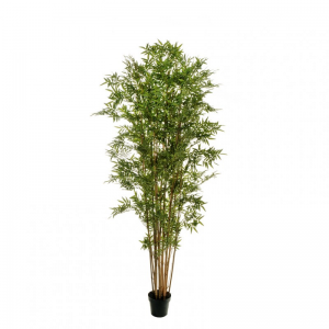 PIANTA BAMBOO CM210 PN *