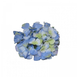 ORTENSIA TESTA D18 cm OR -light blue*