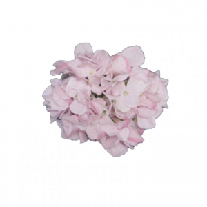 ORTENSIA TESTA D18 cm OR -light pink*