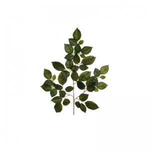 FOGLIA FAGGIO X3 H56 FO - green*