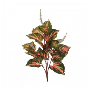 COLEUS BUSH X4 H66 BU - green pink*
