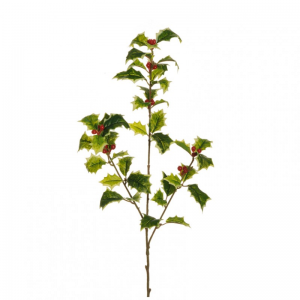 AGRIFOGLIO RAMO X3 H69 FN - variegated