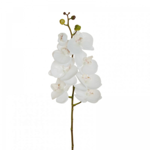 ORCHIDEA PHALAENOPSIS H102 OR - white*