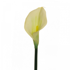 CALLA LILY H75 CA- cream green *