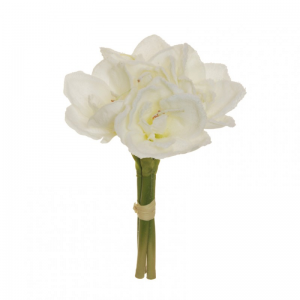 AMARYLLIS X3 C/NEVE H32 FN -white