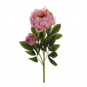 PEONIA X2 H66 PE - mauve/green *