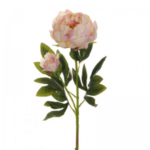 PEONIA X2 H66 PE - cream/pink *