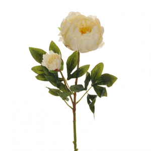 PEONIA X2 H66 PE - cream *
