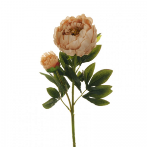 PEONIA X2 H66 PE - ecru *