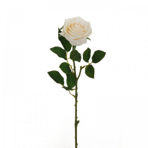 ROSA ECUADOR X1 H65 RO - crema*