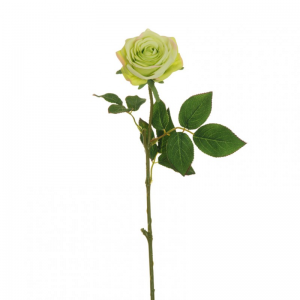 ROSA ECUADOR X1 H65 RO - verde*