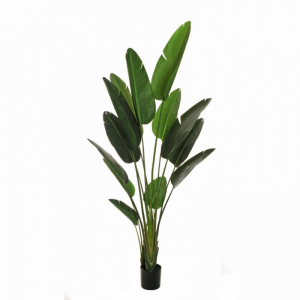 PIANTA BANANO 240 CM PN *