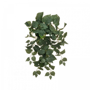 COLEUS BUSH X10 H62 BU - green *