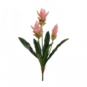 PIANTA CURCUMA X3 H62 cm CU -pink *