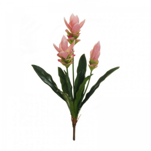 CURCUMA X3 H62 cm CU -pink *