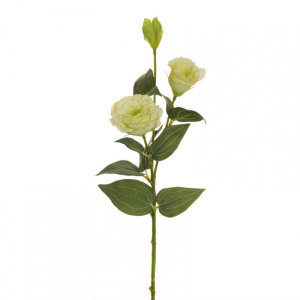 LISIANTHUS X2 H70 LI - cream/lavender *