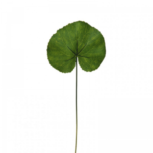 FOGLIA GALAX X12 33CM FO *