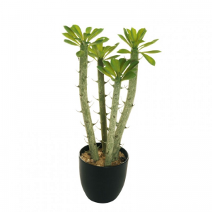 PIANTA CRASSULA 59 CM PN *