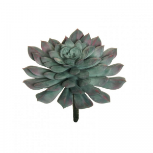 SUCCULENT D13 H15 CM PG *