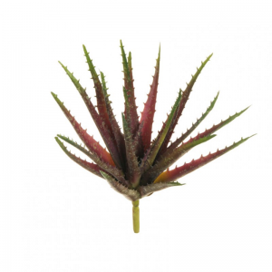 ALOE CM 26 PG *