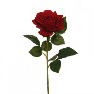ROSA REGINA VELVET H74 CM RO - red *