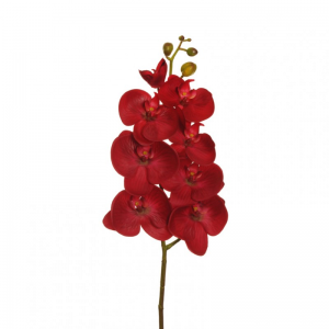 ORCHID PHALAENOPSIS H102 -red *