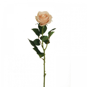 ROSA ECUADOR X1 H65 RO -ecru *