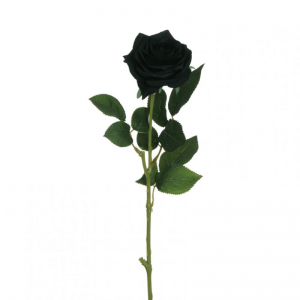 ROSA ECUADOR X1 H65 RO -nero *
