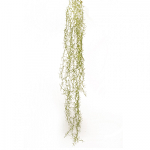 TILLANDSIA CADENTE CD *