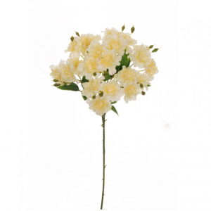 ROSA RAMO X7 H80 CM RO -crema *