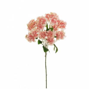 ROSA RAMO X7 H80 CM RO-cream mauve *